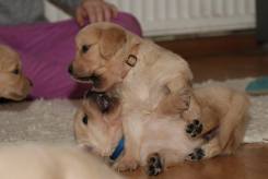 62ccddc8111460dd587145a228f441b6_245