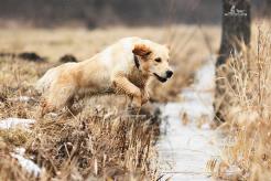 62d7b4450156763b4d9296ca66f17dd6_246