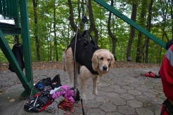 62ee5d11258a84b3b07cd4e02cb03594_246