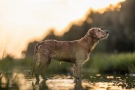 63676815f7d6e7296bec36d1ba30cdba_195x130_fill