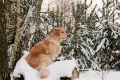 63763d0bac264e29e34d044629c7e1eb_246