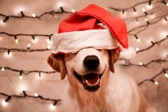 63a506c3639613137448fb5e720ebb61_245