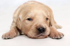 63c1d1d136097cccd71cca081a17e739_246