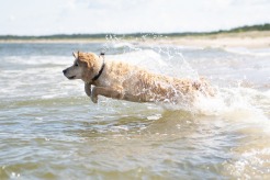 645121006ff6639cce492821f161c09c_246