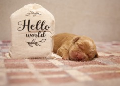 6463843a5aeb3e8ede48c15a192cf81f_237