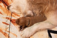 64b3e26fbcada6daf135baa52adcd0d5_195