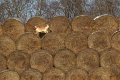 64cbedfe969baebea3c6b0fb4fecd845_246