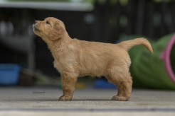 64d68d44ee77f381bbc2a705fb8ab6f4_246