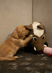 64e6afbd55455d50b4d994d8ce7ae0f2_170x237