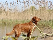 6553b0ff9d966d50357d499f8f11dbc3_184x138_fill