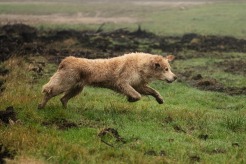 65cd34859bf76a70ed738e193386423e_246