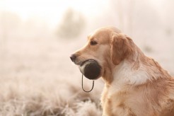 65fdf5faaef533be2b9648c4387982b5_246