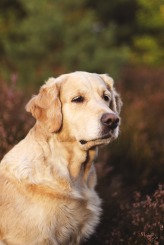 66a9731efae268d7a677b031c5317f69_164x245