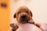 66abc863bd3f3abd42e2df2e39796459_194