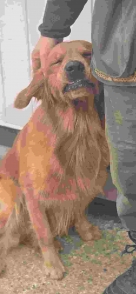 66ce22d3448113e5a52f2e9e883b0831_136x294