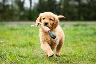 66cf5e7e520802855089ebc507c66d48_195x130_fill