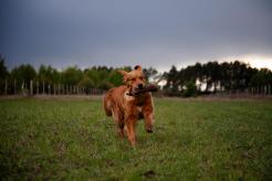 66e0bb427a85539bb235d92196bb4421_246x164_fill