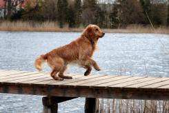 66e4db089d160188f0d8d275bb4af997_245