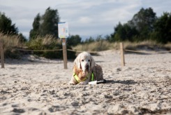 67aa433665950457809d95a31391d692_245