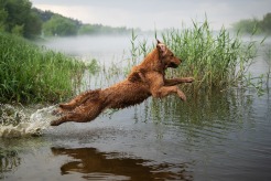 6825273a801775d32039f3fc4267f0c7_246