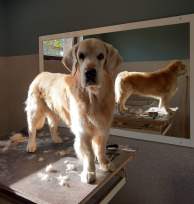 68c7b68d417ad373fd54cff3b8269bc7_194x204