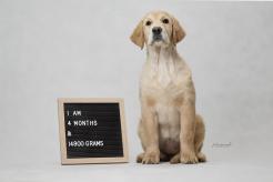 68c863eb660948ef5d5d8ef362f24184_246x164_fill