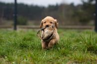 68d8f0a14738c219c544af16ff1d3e66_195