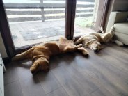 68f2e22d5e500d3b50661bb1464000ee_184x138_fill