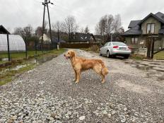 69187b64f24df0f22163622c98000603_232x174_fill