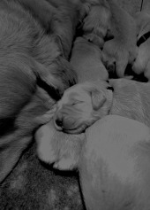 696ba198691984f144fae847f5b4559b_170x237