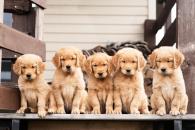 69ae54d36cbc9f53ab62422bfbdcee91_195x130_fill