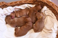 69e59de63523eeaf8dfa69bc1b4a82dd_195