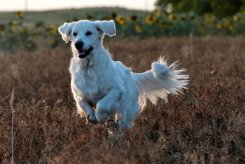 6a88e2b77c981af0bb5cdae55b4a2124_245