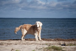 6ac2e13684d25cd753ba76c4404537f5_246