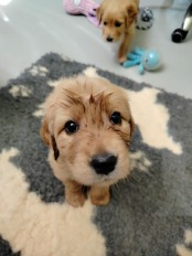 6acb90de50157825393a2214de01c4cc_174x232_fill