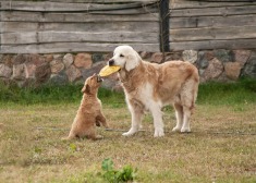 6b3a548258c90578c7367f0d6d6043cb_235