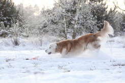 6b4795d8ce01752159d04ec5d99c60cf_246