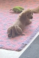 6b6e3590d19839c59ba64e1c5c30942c_132x196