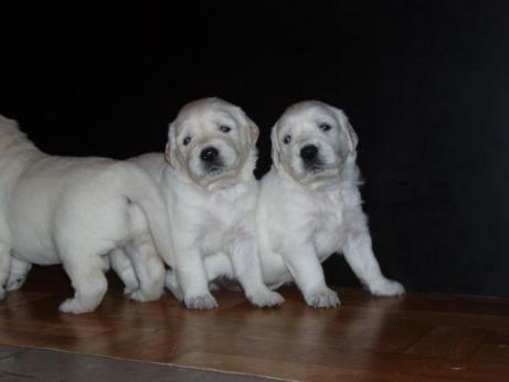 6b7261f2a28e6c0f32b517bc33c7d6e1_461