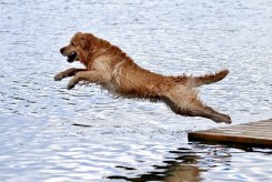 6ba7b6b22d30d9cab8012fdf53dfe85b_245