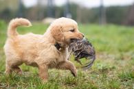 6bafde04578d972e52638256e07f2b3e_195