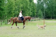 6bed501c83fce9d32feeea930a7fb67b_195x130_fill