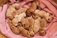 6c09deef92213e340c52176b3e1558d0_194