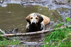 6c1ea8f4e741134d7be19e4e1e1dc6ca_246