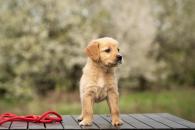 6d035ff3eb3a2813734996b3c9c4bf84_195x130_fill