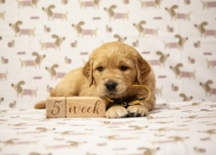 6d2811df9c70e317f053d0fdad80bf53_237