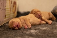 6d85b0c5d5dc420901a7414157a23448_195