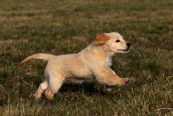 6d997e76d3e4eb5961de243e6af462b7_245