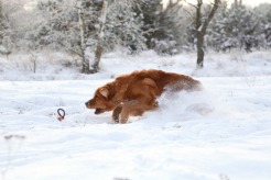 6de3ac9b4a584b1d4878973bf174a8bc_246