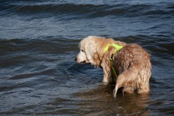 6e00e1d6076006244d79a1ed30b92f88_245